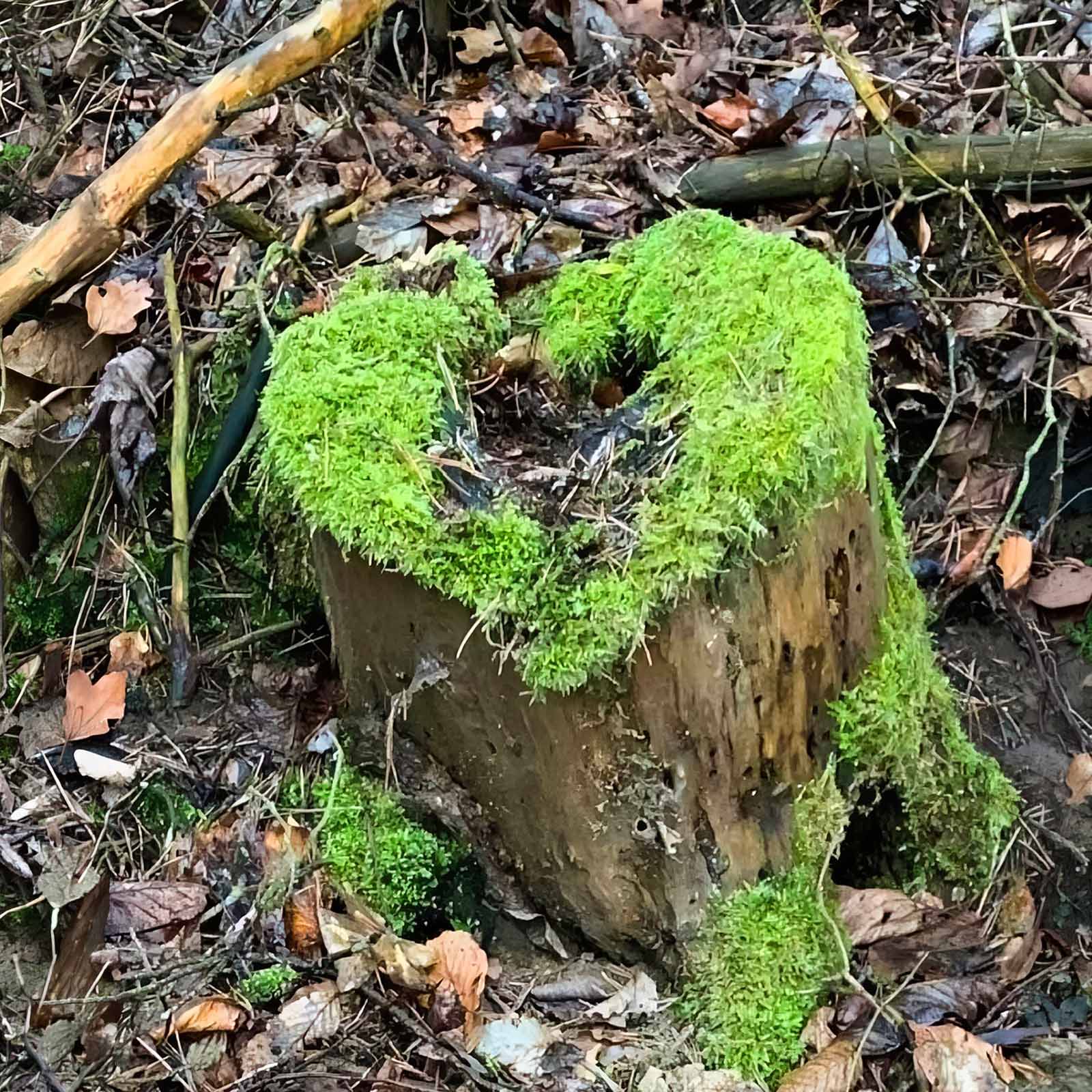 Moosherz auf Baumstumpf - Symbolfoto